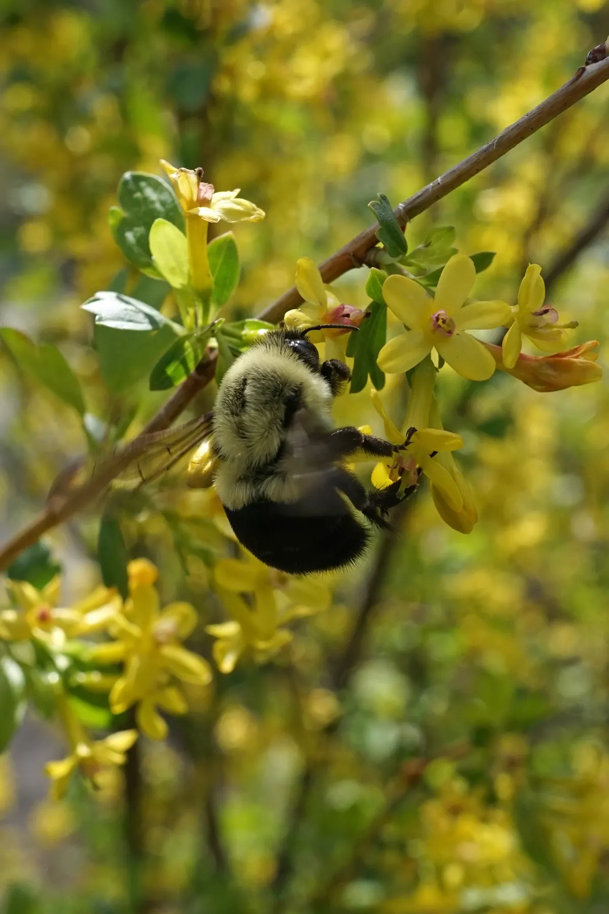 Golden Currant (Ribes Aureum Var. Gracillimum) — shrub with yellow blooms