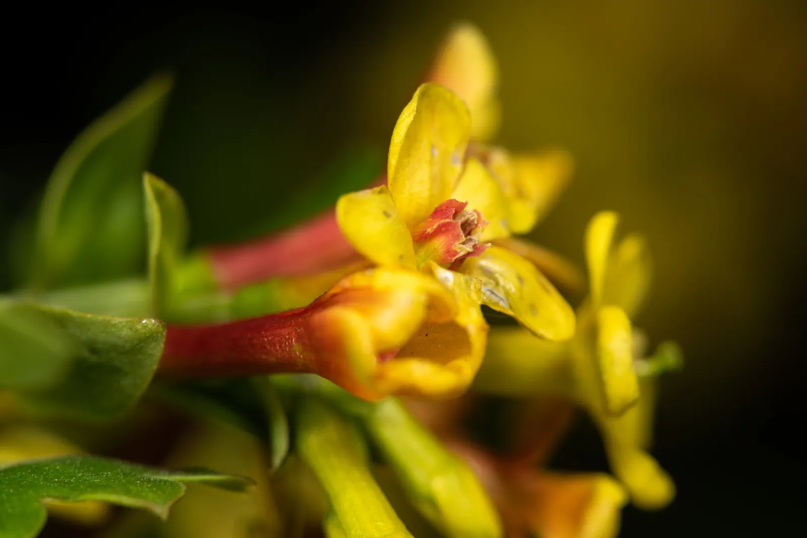 Golden Currant (Ribes Aureum Var. Gracillimum) — yellow flowers in the garden