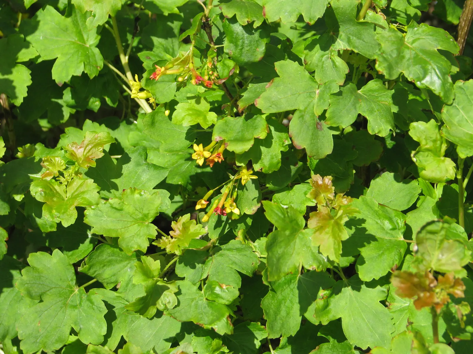 Golden Currant (Ribes Aureum Var. Gracillimum) — consider its use as a natural hedge or a vibrant accent within a mixed border; making them a, image 85