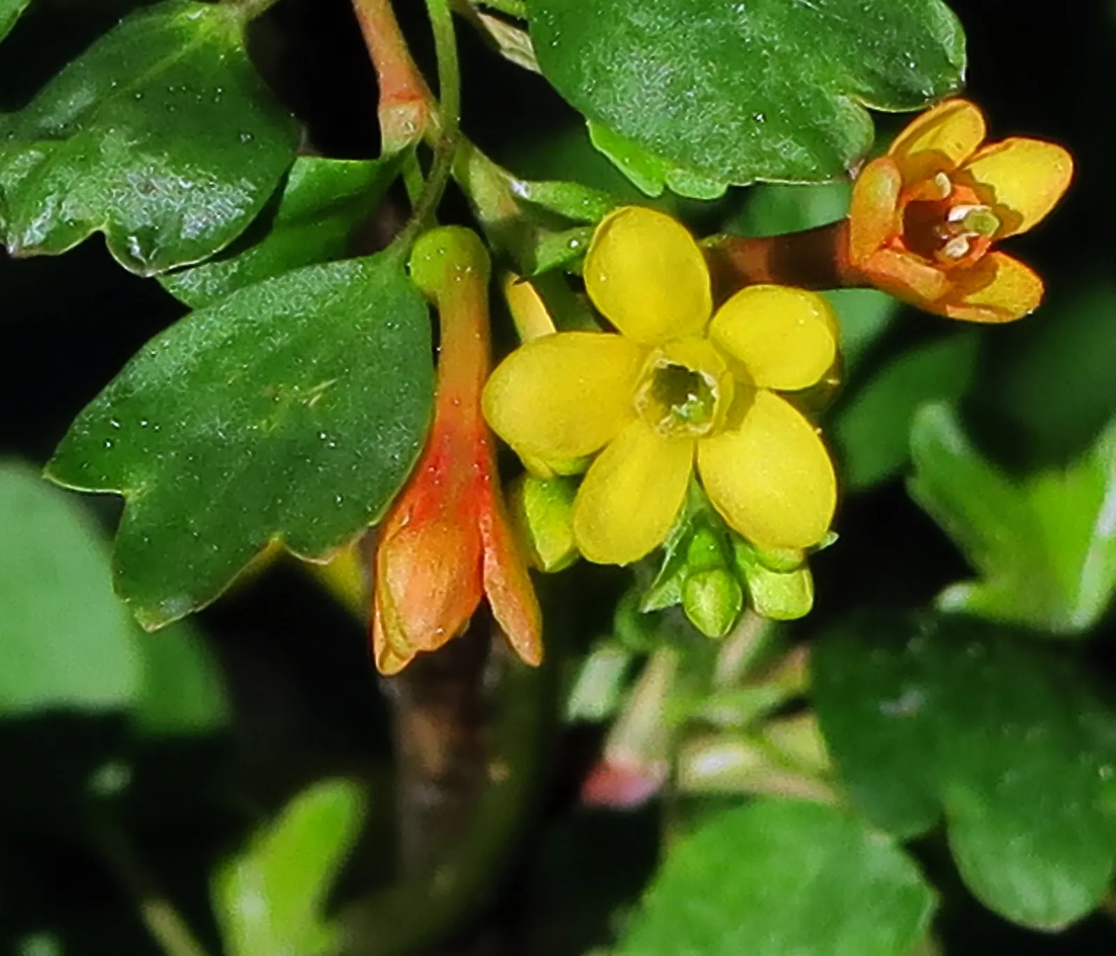 Golden Currant (Ribes Aureum Var. Gracillimum) — Its versatility allows it to thrive in USDA hardiness zones 4 through 8; golden Currants are drought-tolerant
