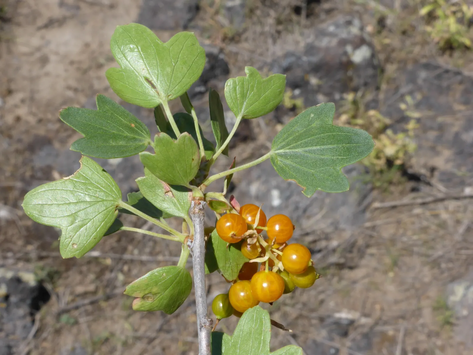Golden Currant (Ribes Aureum Var. Gracillimum) — where its ornamental and ecological benefits can be fully appreciated