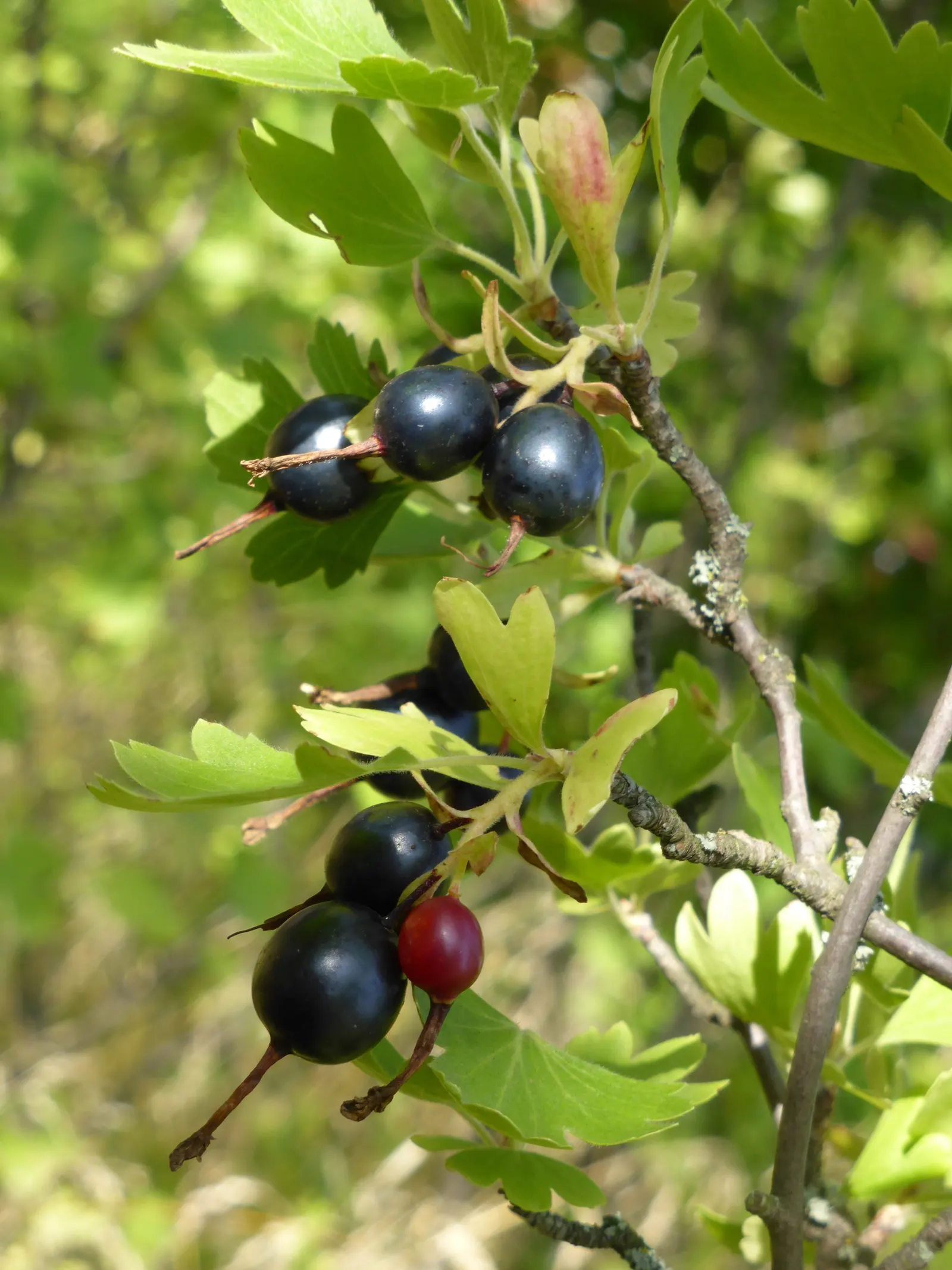 Golden Currant (Ribes Aureum Var. Gracillimum) — gardeners are rewarded with clusters of bright