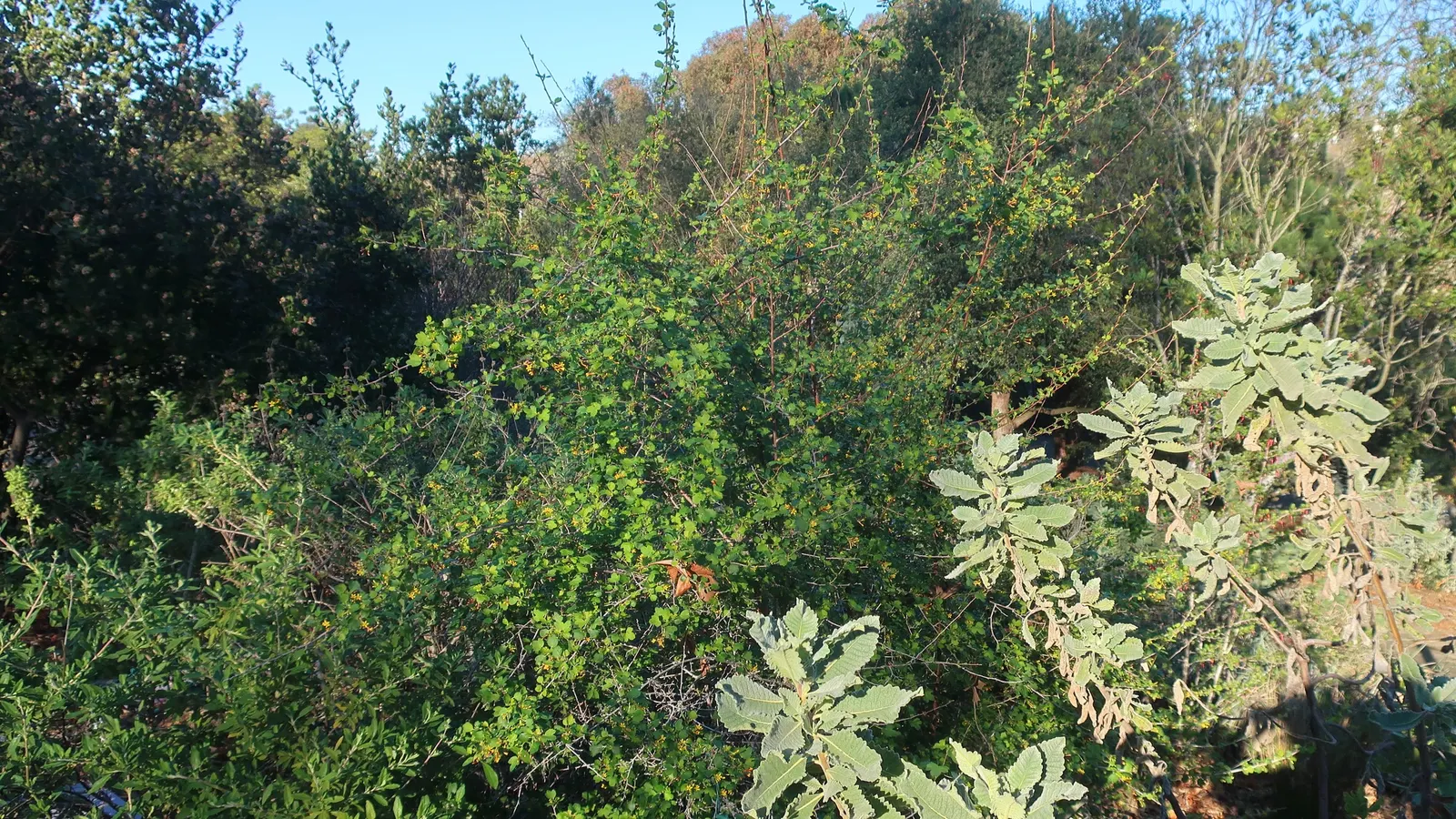 Golden Currant (Ribes Aureum Var. Gracillimum) — presents a valuable addition to any landscape design; for optimal growth and fruiting
