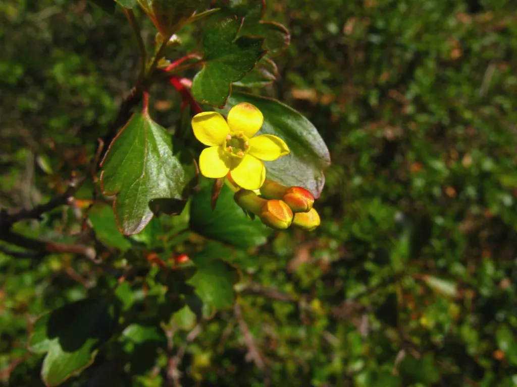 Golden Currant (Ribes Aureum Var. Gracillimum) — tolerating a range of soil types from well-draining loams to clays; yellow flowers in the garden
