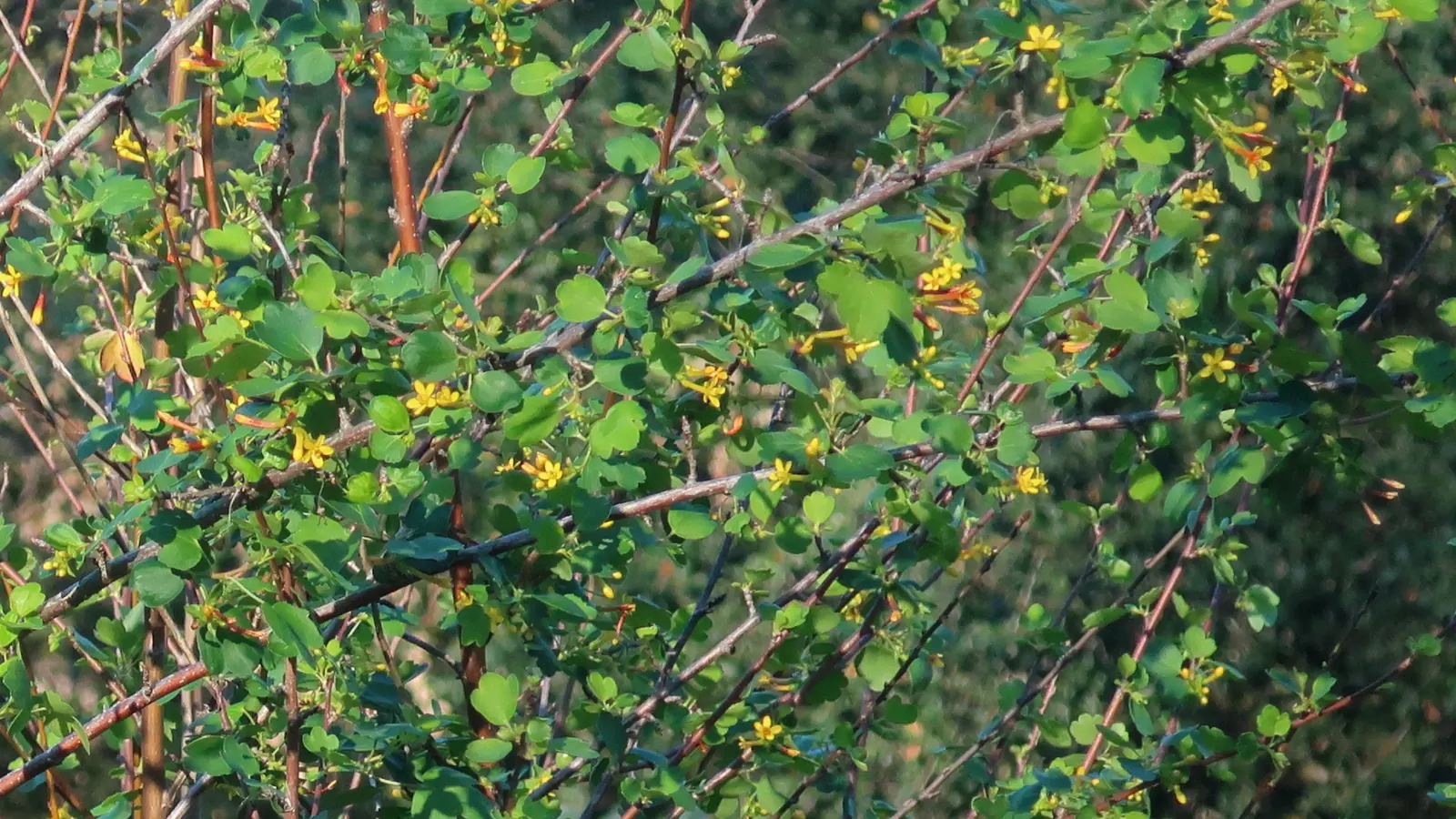 Golden Currant (Ribes Aureum Var. Gracillimum) — providing both aesthetic appeal and a habitat-friendly choice for garden enthusiasts; shrub for half or shade