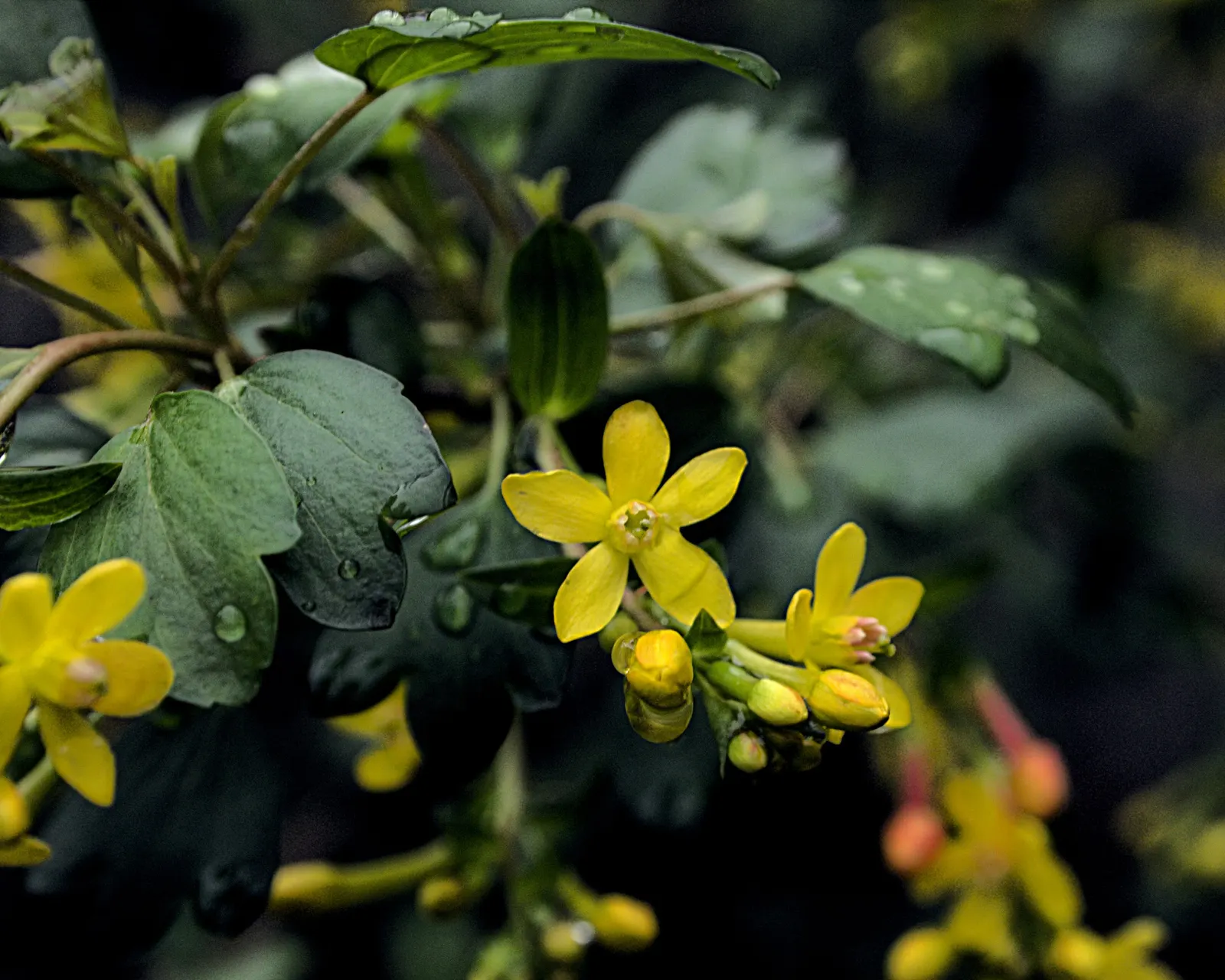 Golden Currant (Ribes Aureum Var. Gracillimum) — exhibiting an upright and moderately spreading form; while preferring a pH that is slightly acidic to