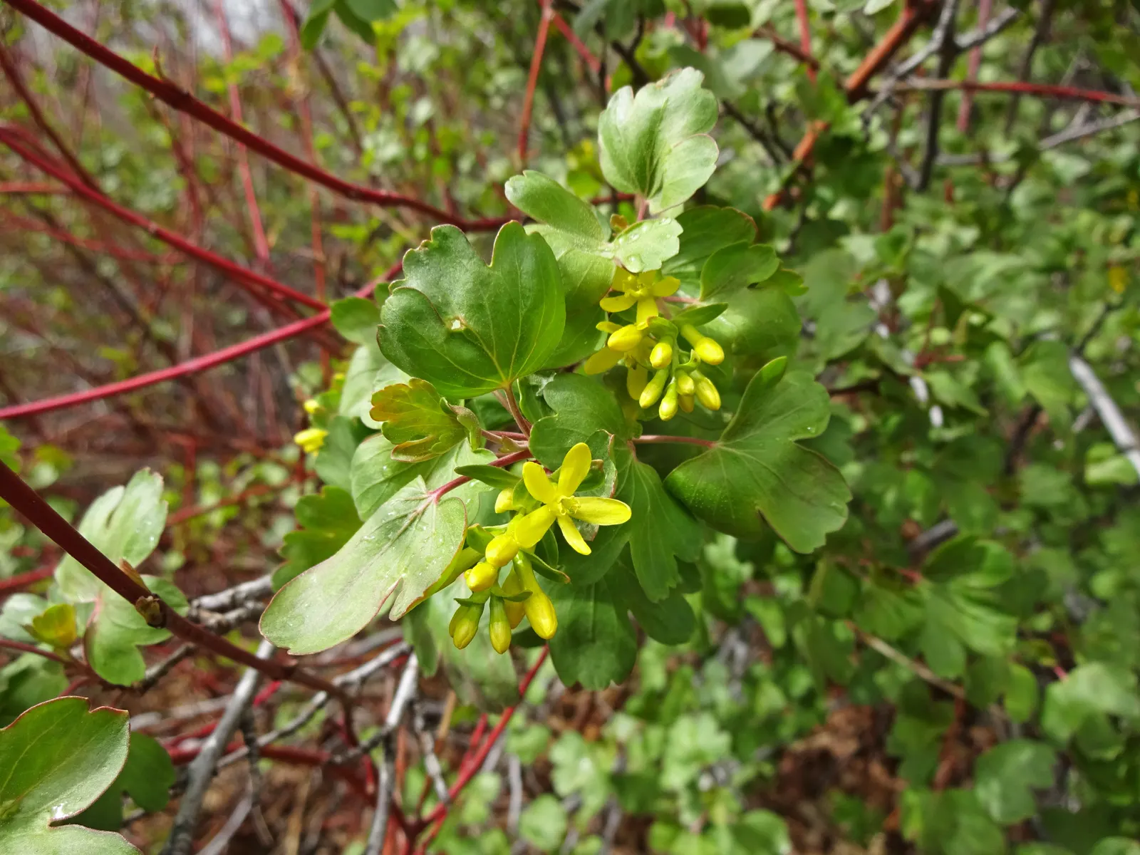 Golden Currant (Ribes Aureum Var. Gracillimum) — The Golden Currant, or Ribes aureum var; each roughly 1/2 inch in diameter