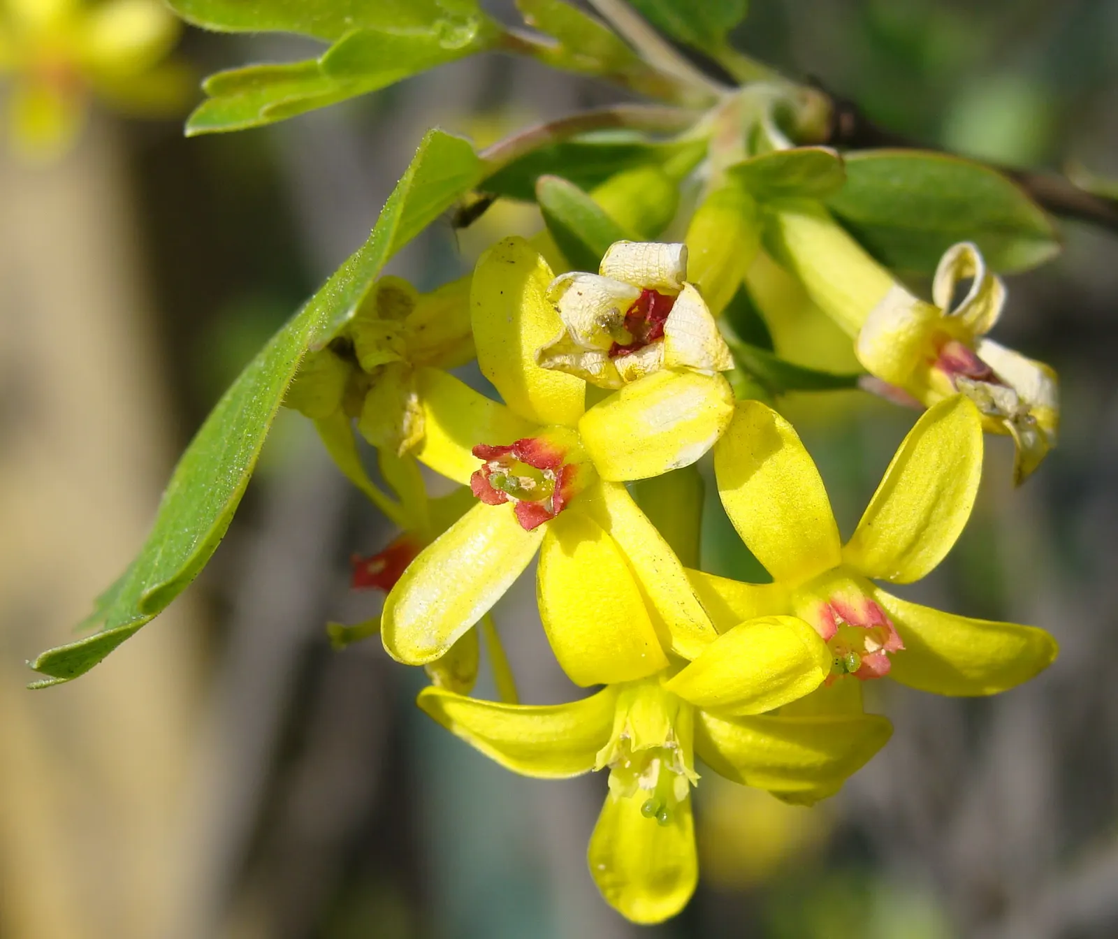 Golden Currant (Ribes Aureum Var. Gracillimum) — yellow flowers in the garden; tolerating a range of soil types from well-draining loams to clays