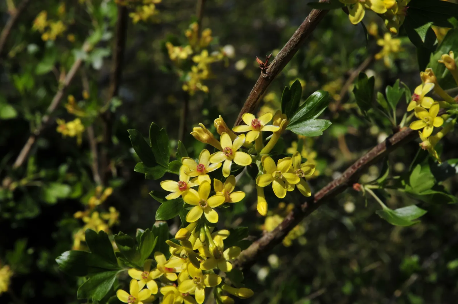 Golden Currant (Ribes Aureum Var. Gracillimum) — each roughly 1/2 inch in diameter