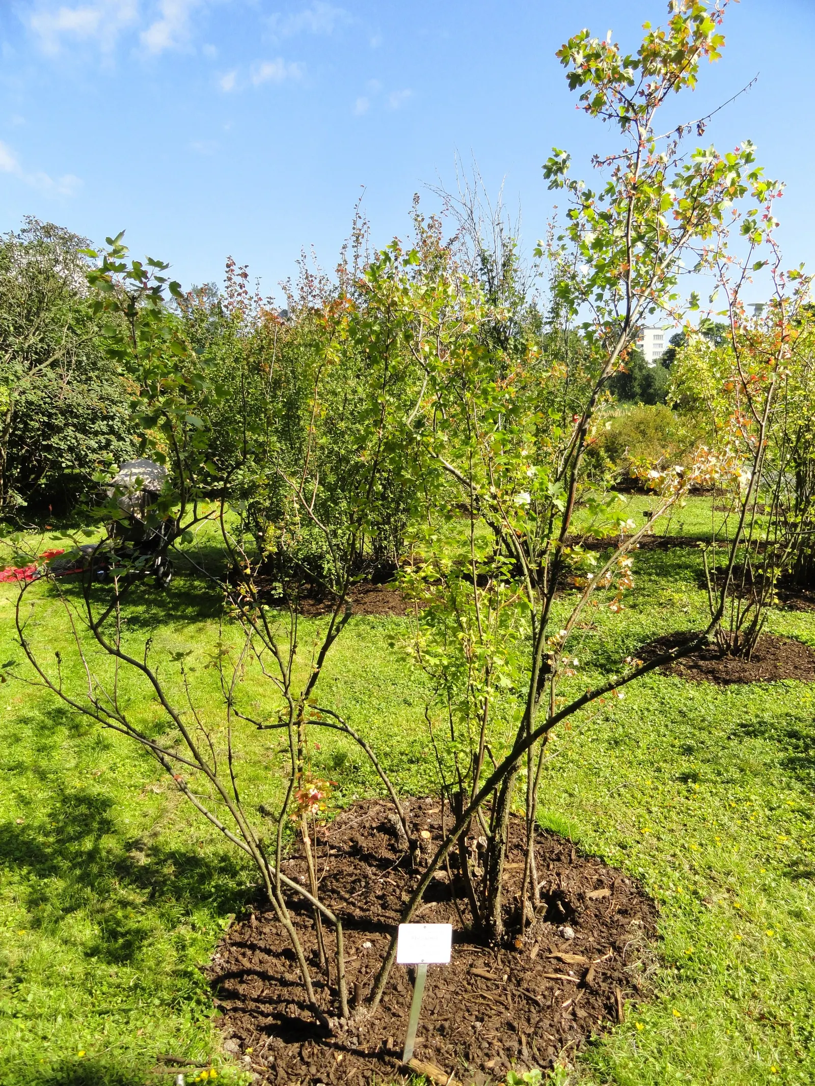 Golden Currant (Ribes Aureum Var. Gracillimum) — For optimal growth and fruiting