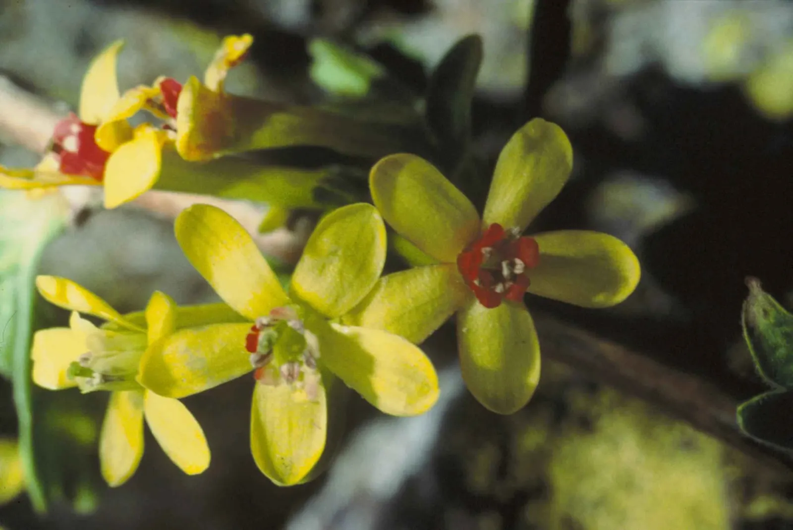 Golden Currant (Ribes Aureum Var. Gracillimum) — gracillimum) is a deciduous shrub, prized for its fragrant yellow flowers and edible berries