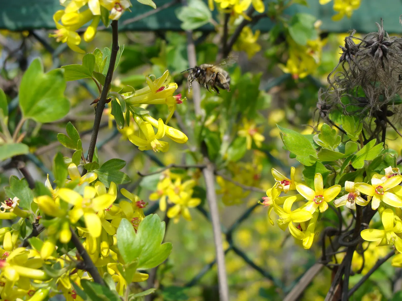 Golden Currant (Ribes Aureum Var. Gracillimum) — exhibiting an upright and moderately spreading form