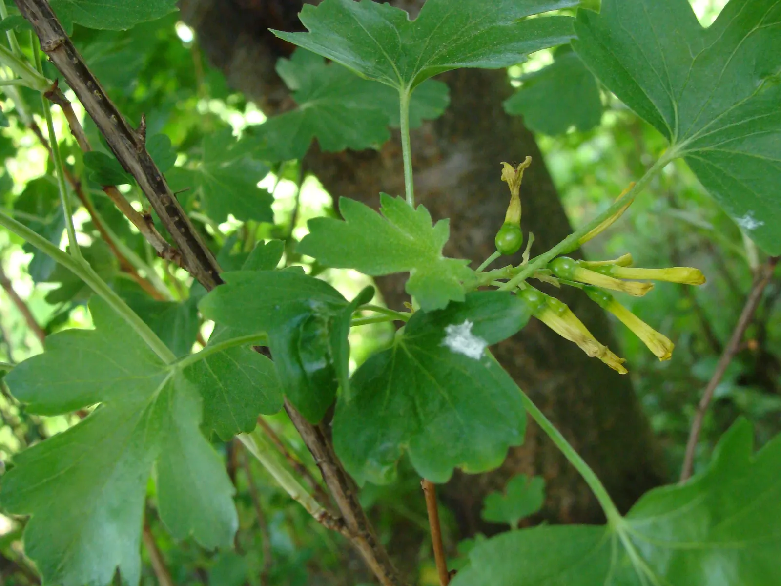 Golden Currant (Ribes Aureum Var. Gracillimum) — This deciduous shrub typically grows to a height of 3 to 6 feet with an equivalent spread