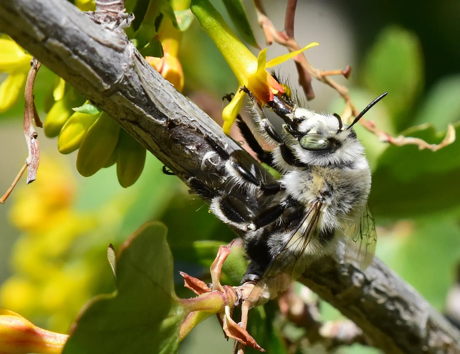 Golden Currant (Ribes Aureum Var. Gracillimum) — Thriving in USDA zones 4-8, it reaches heights of 6-8 feet with a similar spread; edible berries ranging from