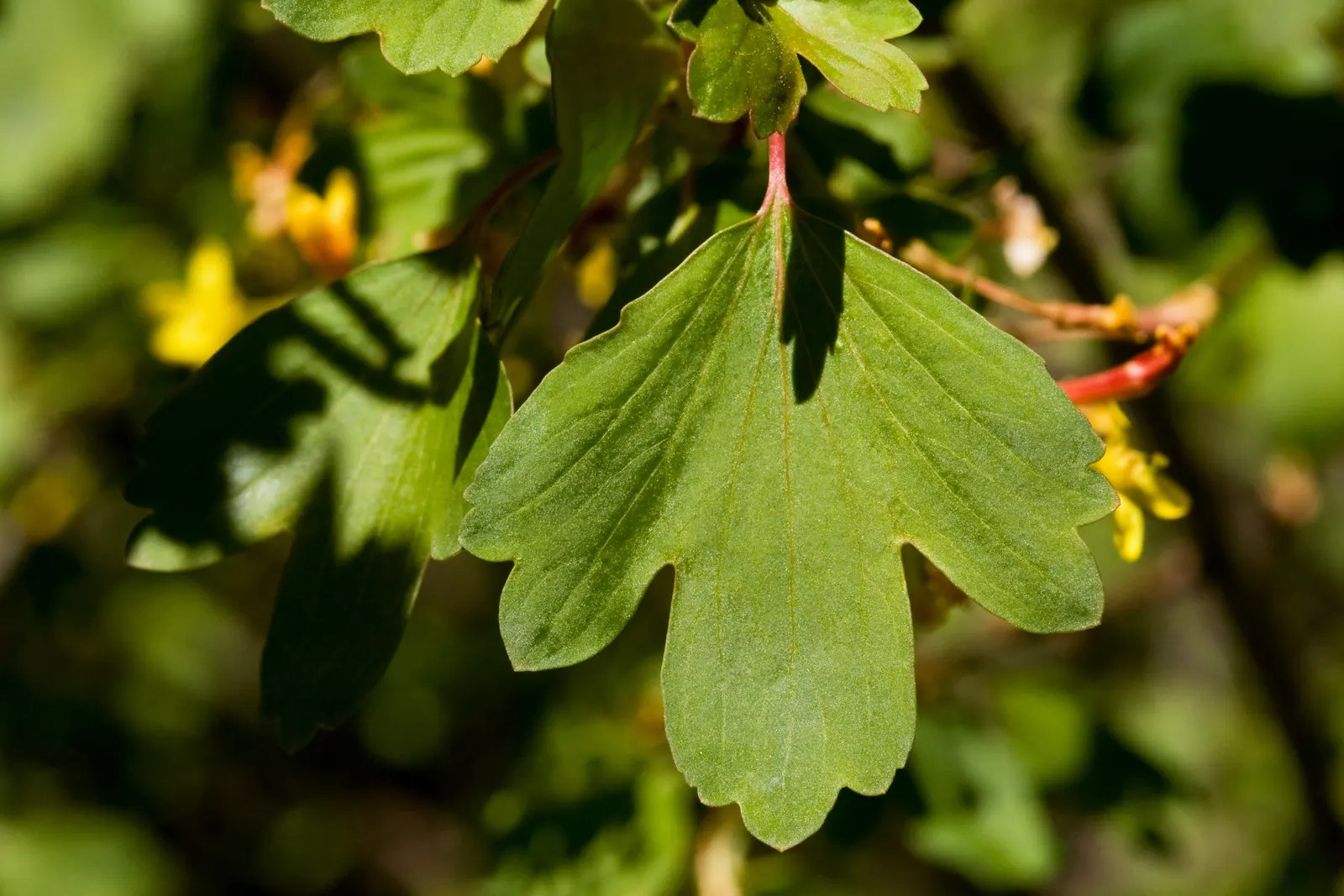 Golden Currant (Ribes Aureum Var. Gracillimum) — making them a sustainable choice in arid regions or gardens aiming for reduced water usage