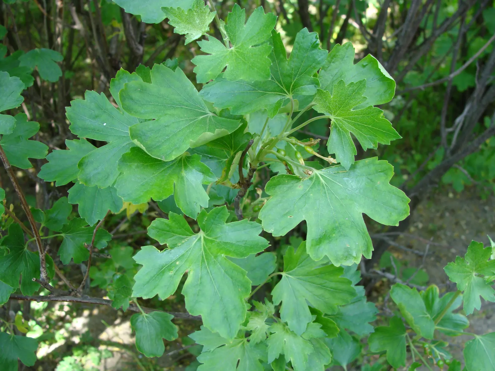 Golden Currant (Ribes Aureum Var. Gracillimum) — The Golden Currant, or Ribes aureum var