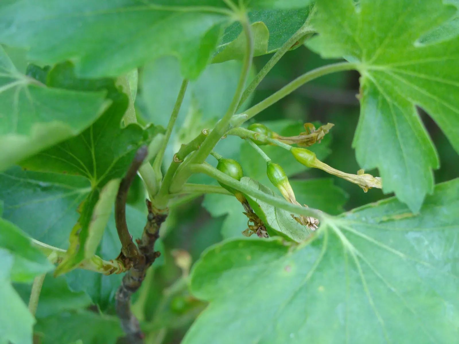 Golden Currant (Ribes Aureum Var. Gracillimum) — This drought-tolerant species requires full sun to partial shade and well-drained soils