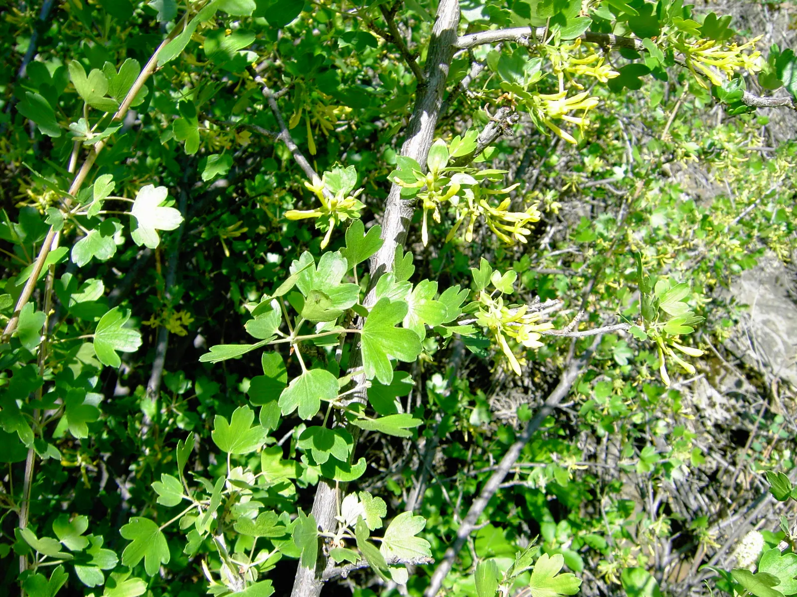 Golden Currant (Ribes Aureum Var. Gracillimum) — gardeners are rewarded with clusters of bright; its versatility allows it to thrive in USDA hardiness zones 4