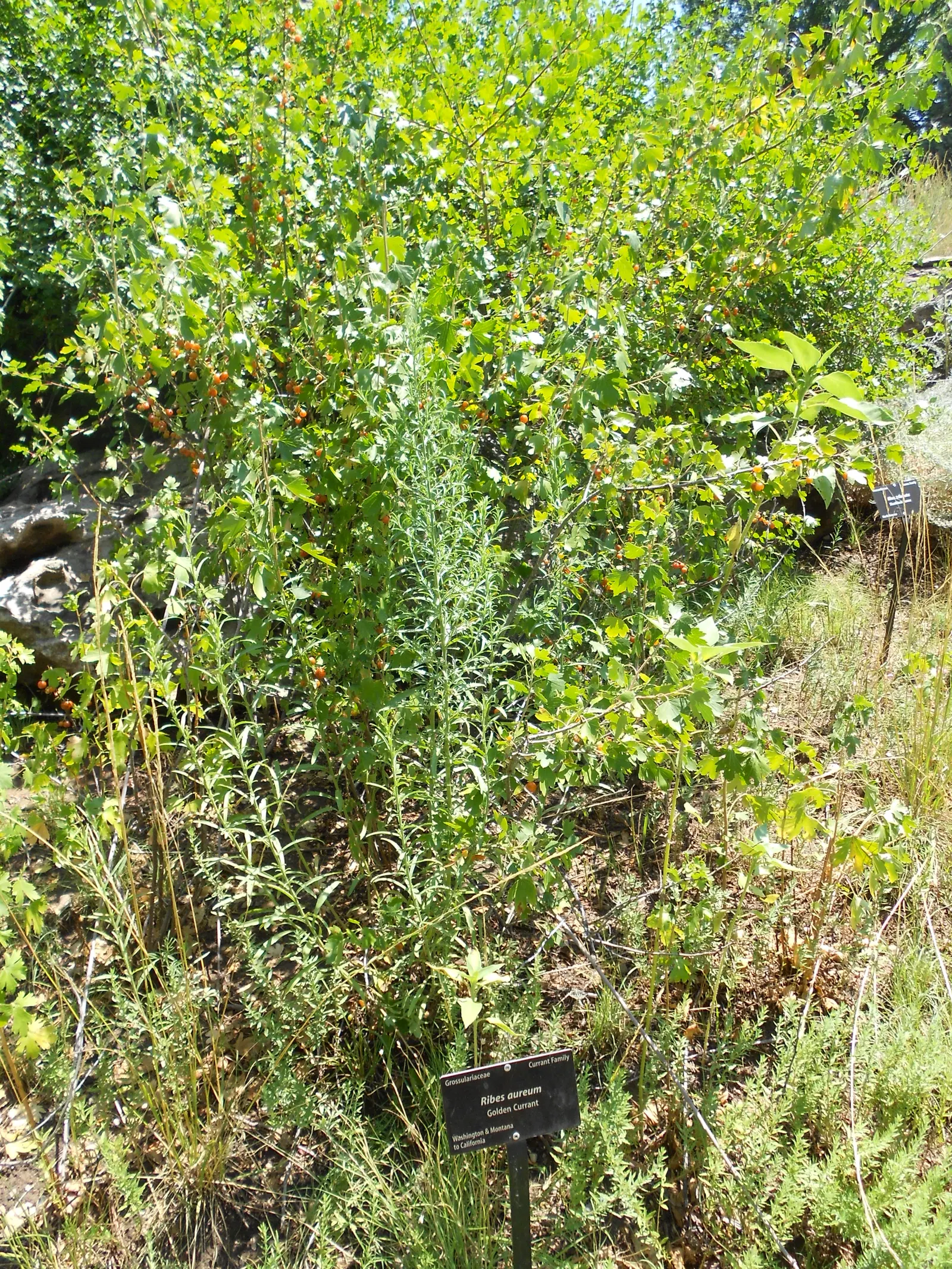 Golden Currant (Ribes Aureum Var. Gracillimum) — while preferring a pH that is slightly acidic to neutral.<br><br>Come spring