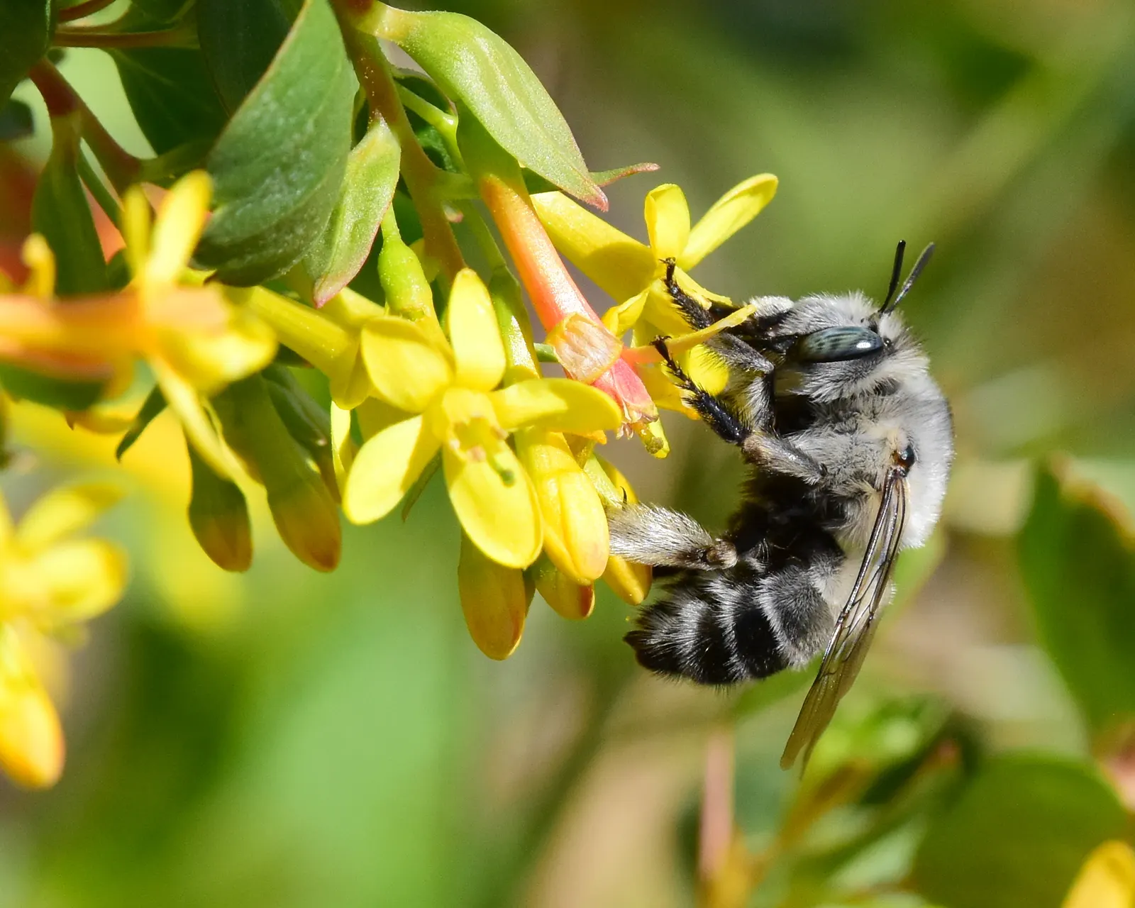 Golden Currant (Ribes Aureum Var. Gracillimum) — making them a sustainable choice in arid regions or gardens aiming for reduced water usage; golden Currant