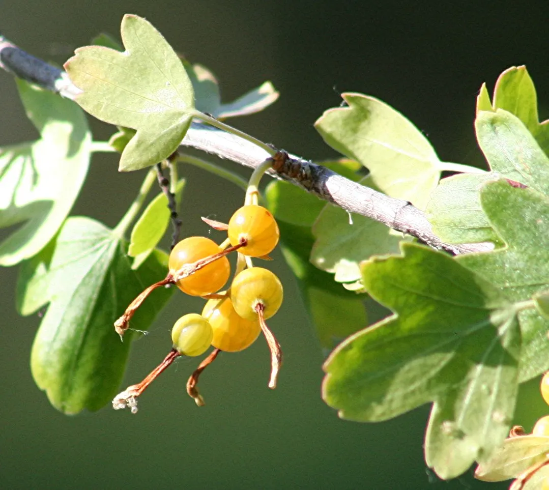 Golden Currant (Ribes Aureum Var. Gracillimum) — while preferring a pH that is slightly acidic to neutral.<br><br>Come spring; its arching branches offer