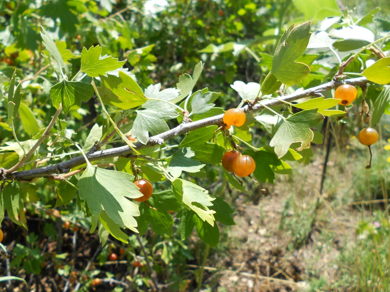 Golden Currant (Ribes Aureum Var. Gracillimum) — and measuring about 1/4 inch in diameter.<br><br>Notably water-wise; emanating a clove-like fragrance that