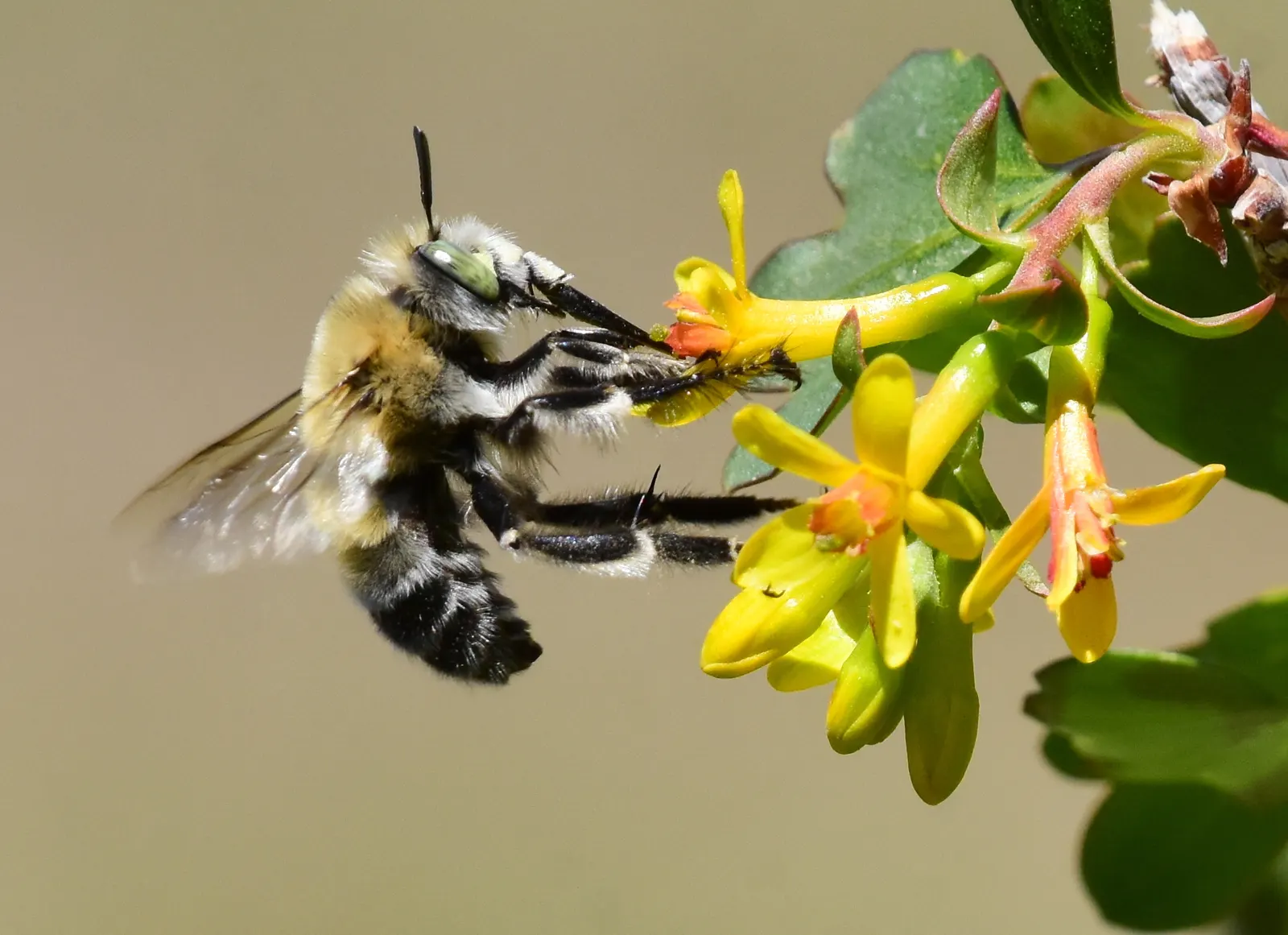 Golden Currant (Ribes Aureum Var. Gracillimum) — each roughly 1/2 inch in diameter; favored by birds and humans alike