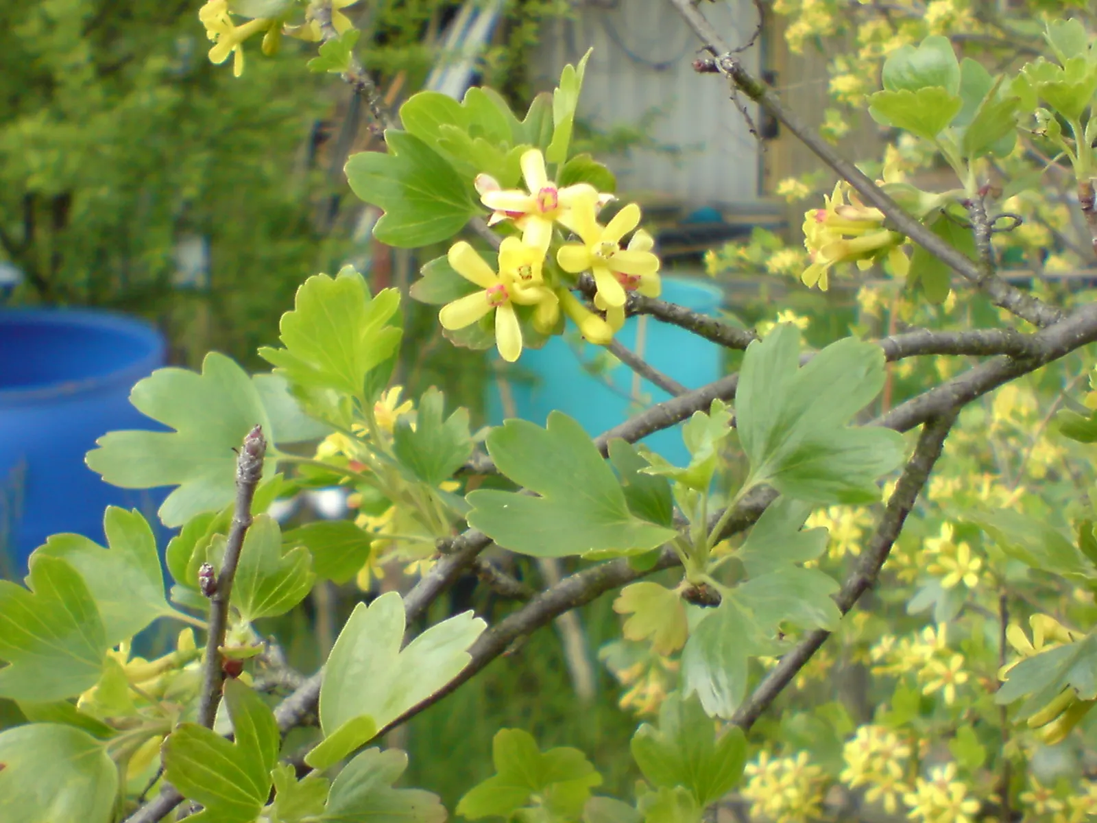 Golden Currant (Ribes Aureum Var. Gracillimum) — presents a valuable addition to any landscape design