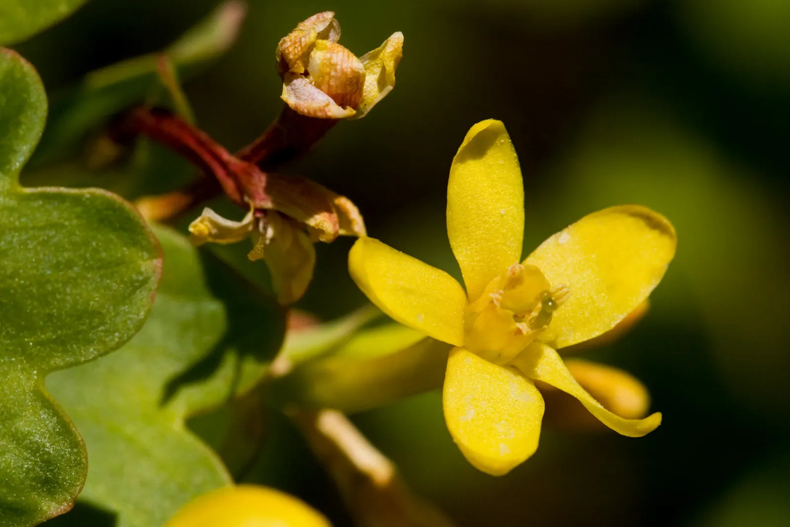 Golden Currant (Ribes Aureum Var. Gracillimum) — provide them with full sun to partial shade
