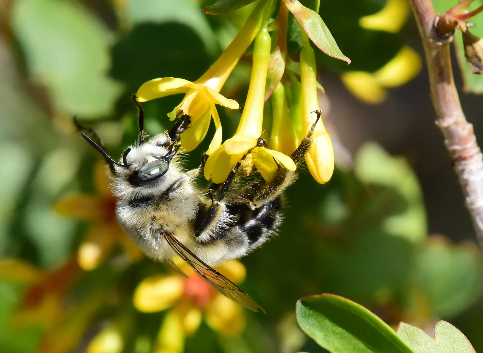 Golden Currant (Ribes Aureum Var. Gracillimum) — gracillimum) is a deciduous shrub, prized for its fragrant yellow flowers and edible berries; exhibiting an