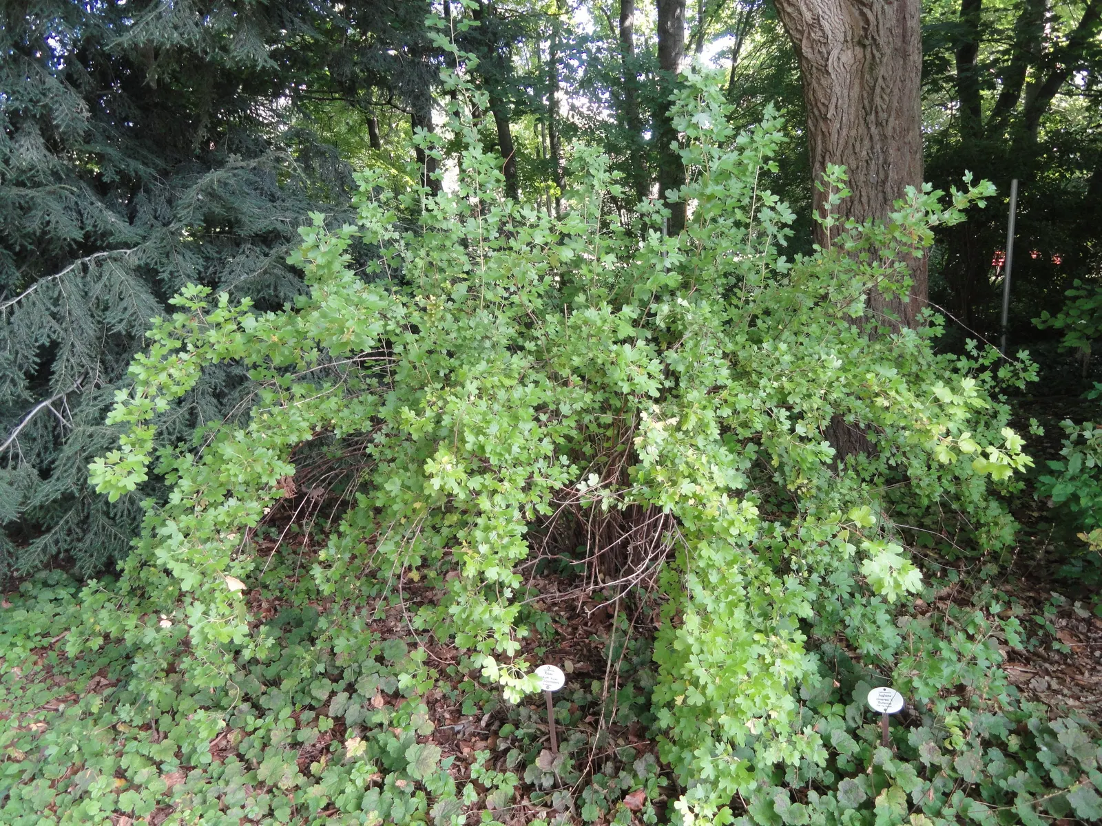 Golden Currant (Ribes Aureum Var. Gracillimum) — and measuring about 1/4 inch in diameter.<br><br>Notably water-wise