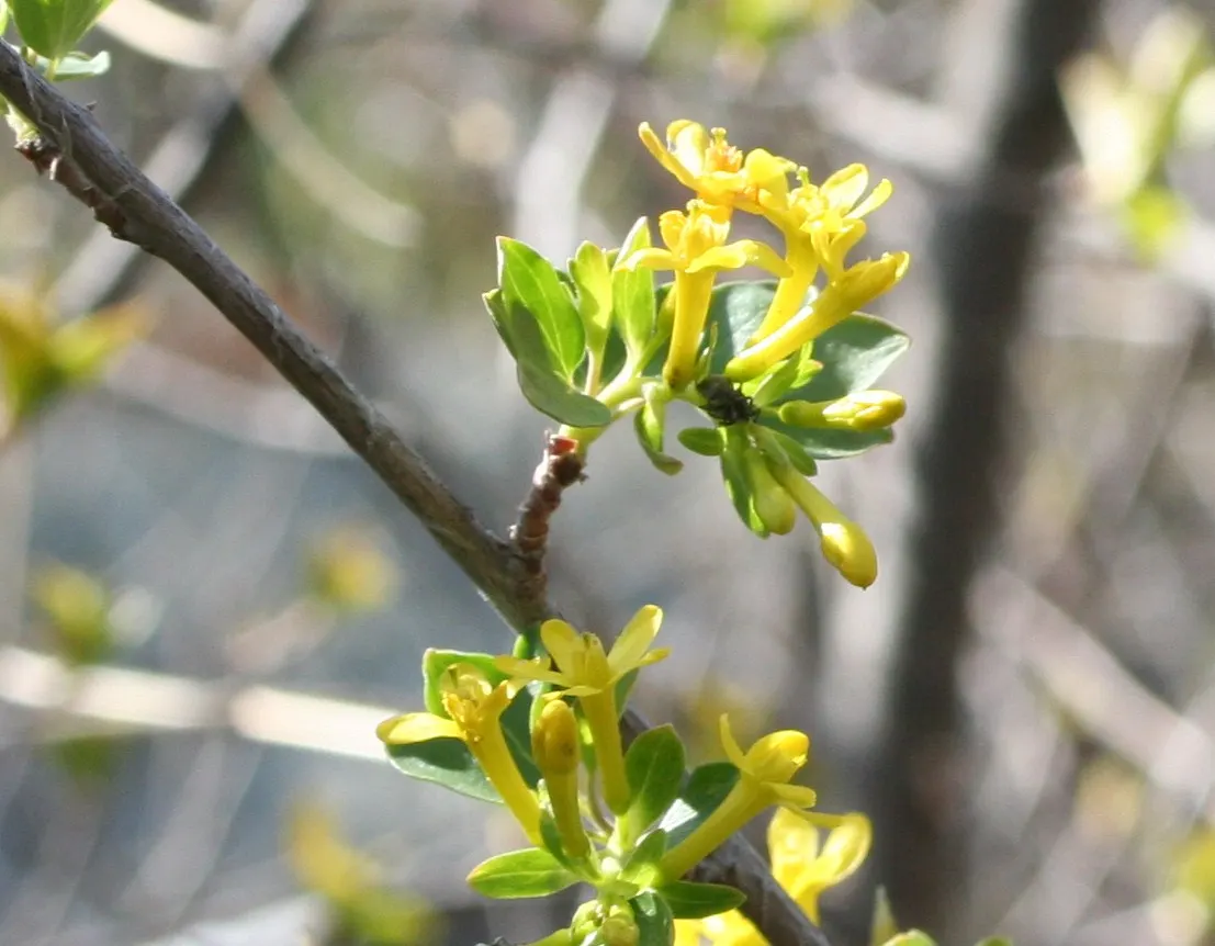 Golden Currant (Ribes Aureum Var. Gracillimum) — Golden Currants are drought-tolerant once established; provide them with full sun to partial shade
