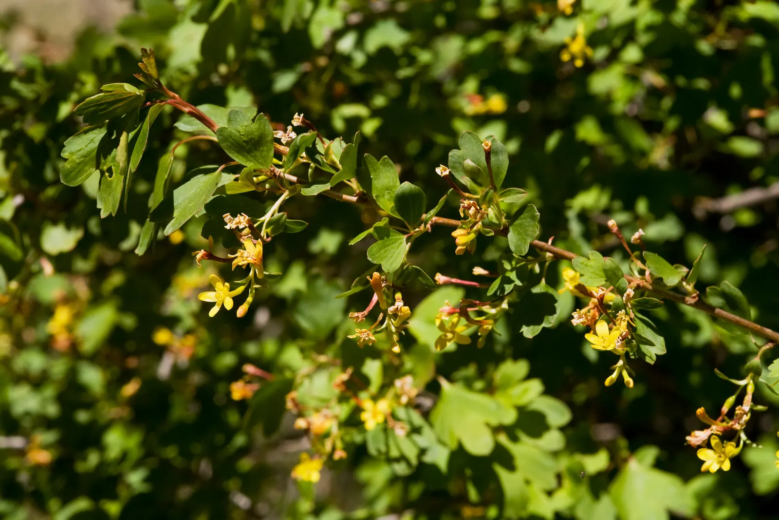 Golden Currant (Ribes Aureum Var. Gracillimum) — favored by birds and humans alike