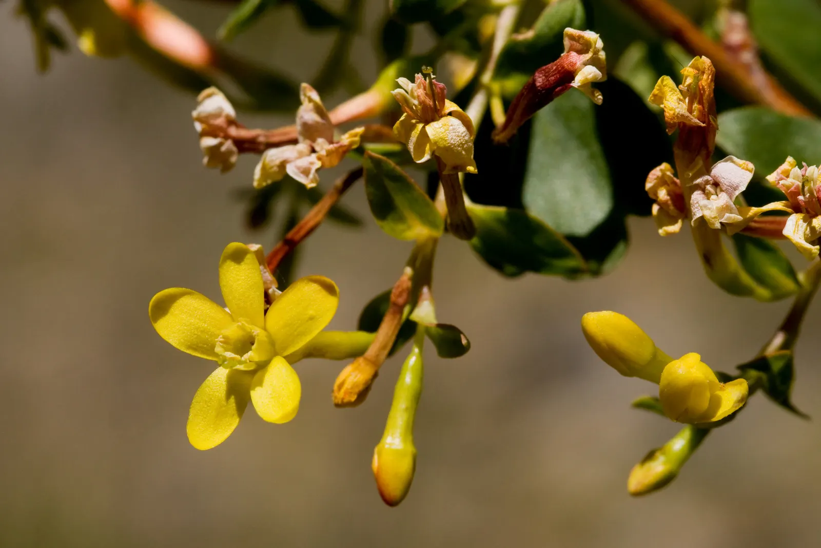 Golden Currant (Ribes Aureum Var. Gracillimum) — Golden Currants are drought-tolerant once established