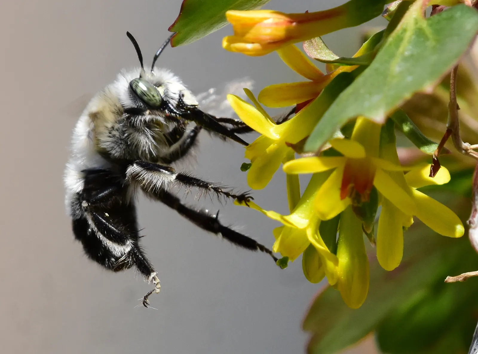 Golden Currant (Ribes Aureum Var. Gracillimum) — emanating a clove-like fragrance that lures beneficial pollinators such as butterflies and bees