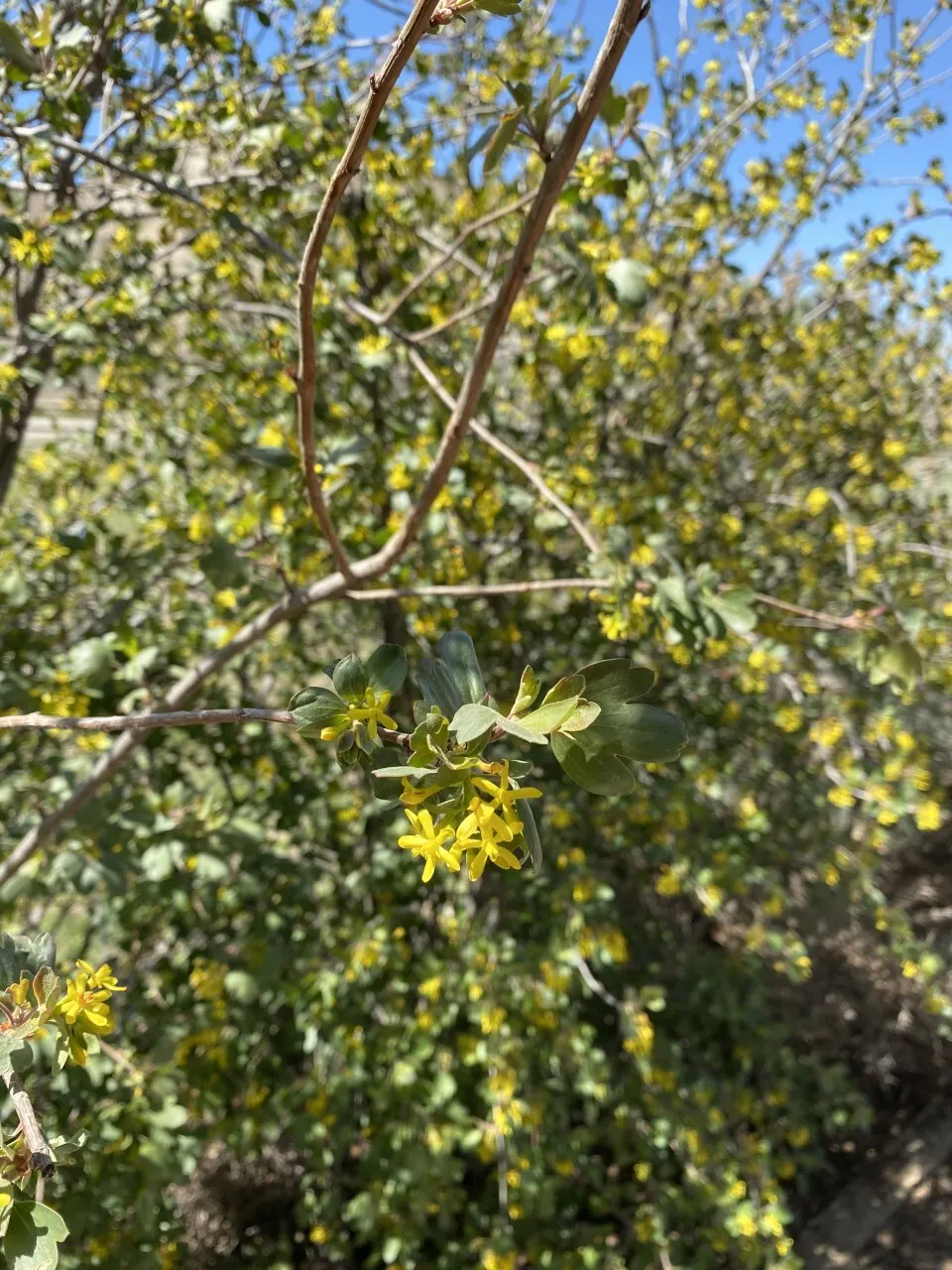 Golden Currant (Ribes Aureum Var. Gracillimum) — shrub with yellow blooms; and measuring about 1/4 inch in diameter.<br><br>Notably water-wise