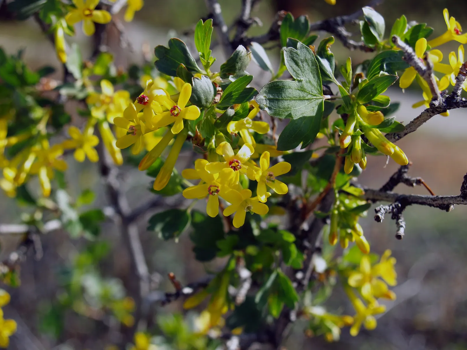 Golden Currant (Ribes Aureum Var. Gracillimum) — Thriving in USDA zones 4-8, it reaches heights of 6-8 feet with a similar spread