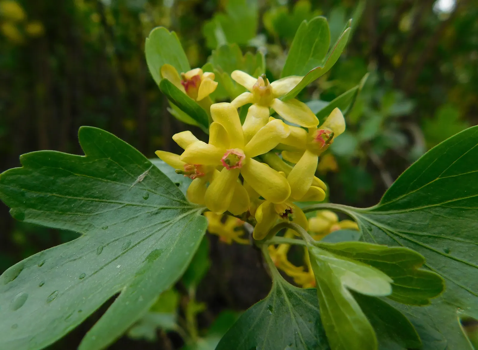 Golden Currant (Ribes Aureum Var. Gracillimum) — Golden Currant (Ribes aureum var
