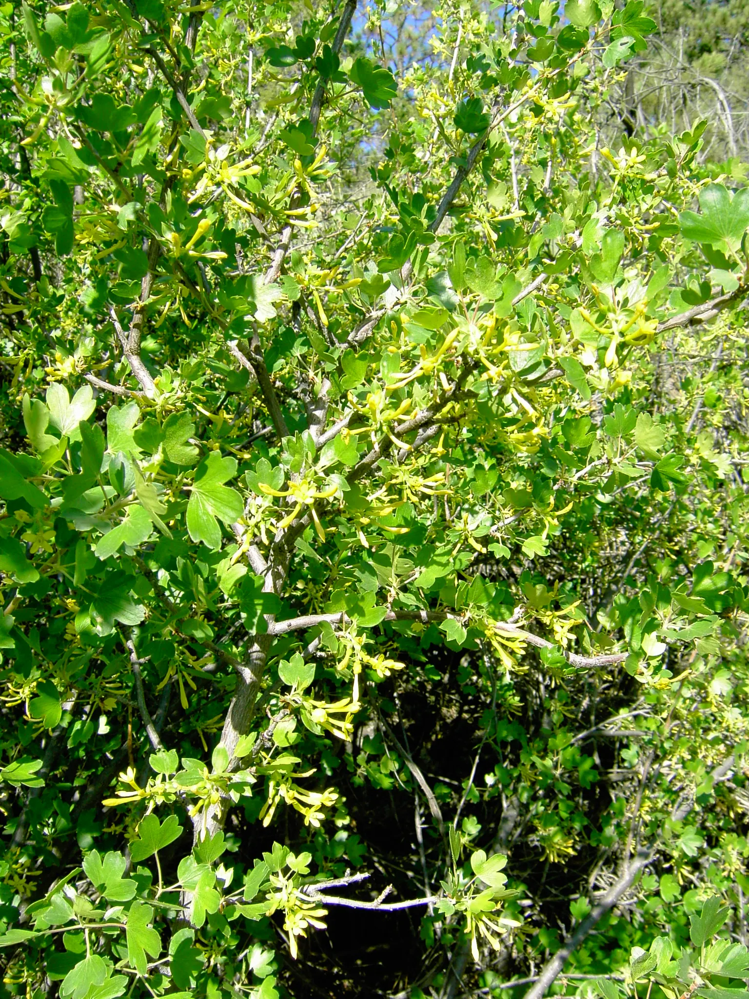 Golden Currant (Ribes Aureum Var. Gracillimum) — favored by birds and humans alike; this deciduous shrub typically grows to a height of 3 to 6 feet with an