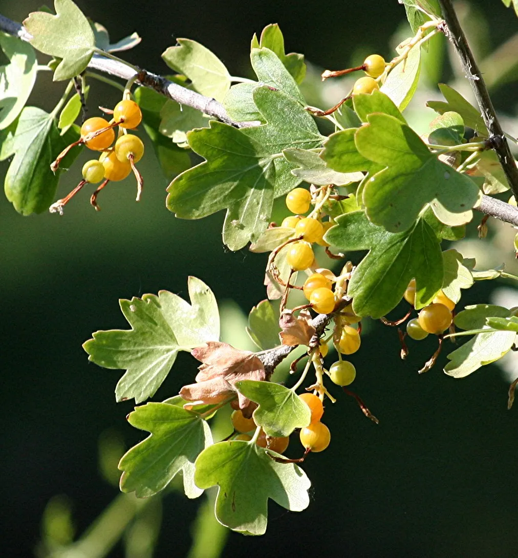 Golden Currant (Ribes Aureum Var. Gracillimum) — edible berries ranging from golden to black when ripe; thriving in USDA zones 4-8, it reaches heights of 6-8