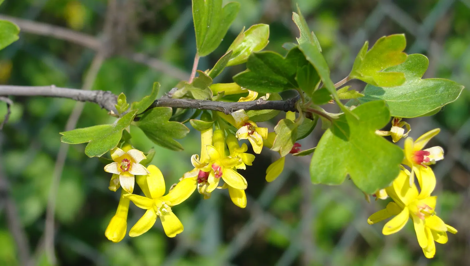 Golden Currant (Ribes Aureum Var. Gracillimum) — providing both aesthetic appeal and a habitat-friendly choice for garden enthusiasts
