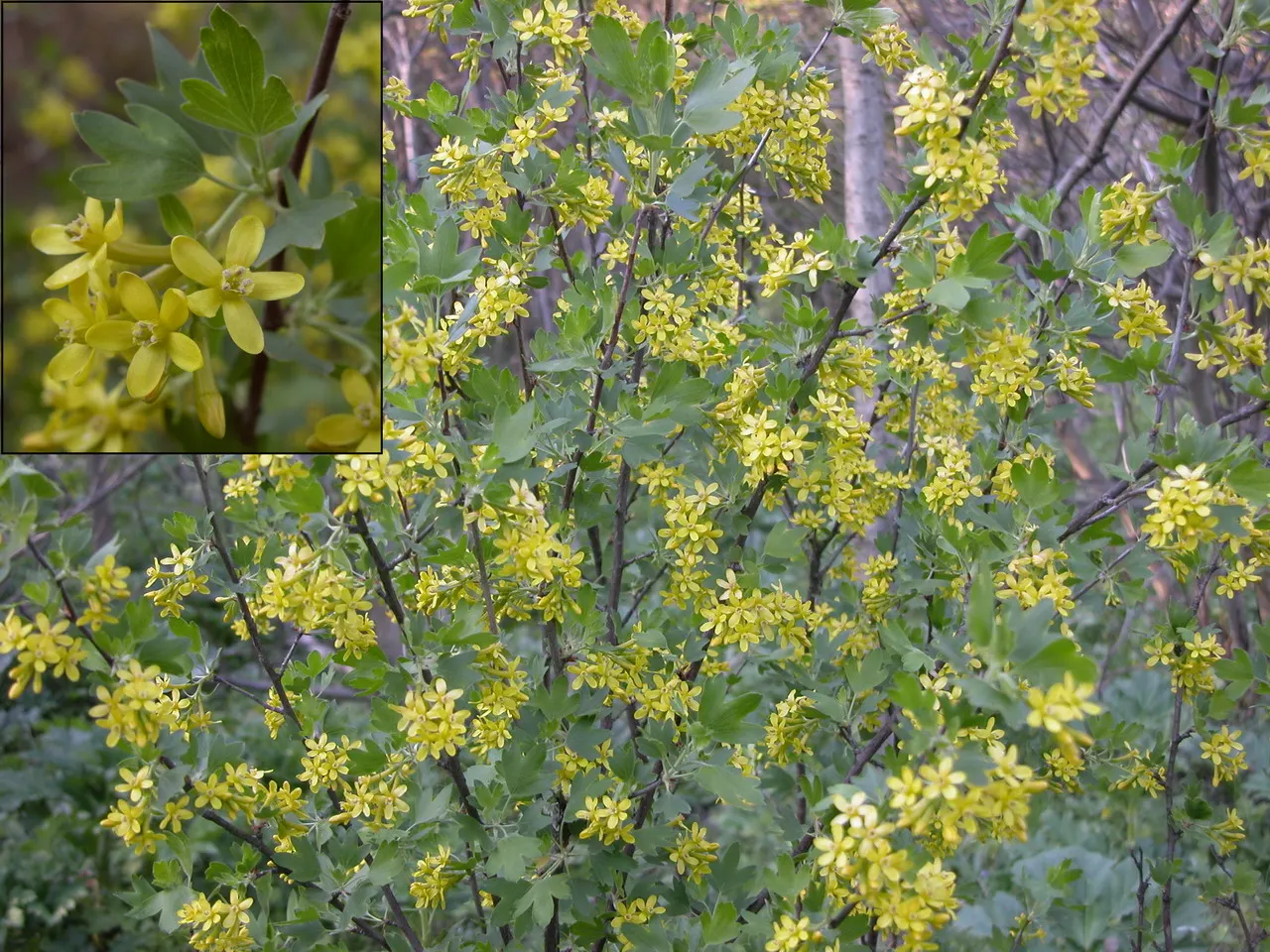 Golden Currant (Ribes Aureum Var. Gracillimum) — edible berries ranging from golden to black when ripe