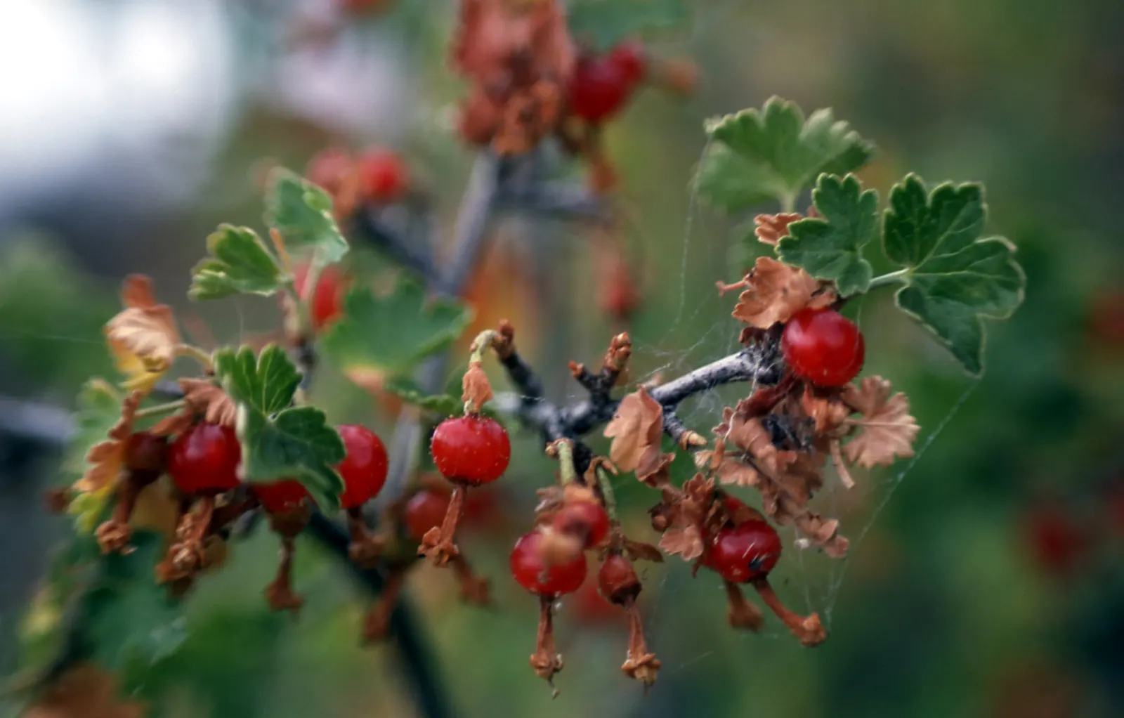 Golden Currant (Ribes Aureum Var. Gracillimum) — Ideal for wildlife gardens, hedges, and naturalized areas