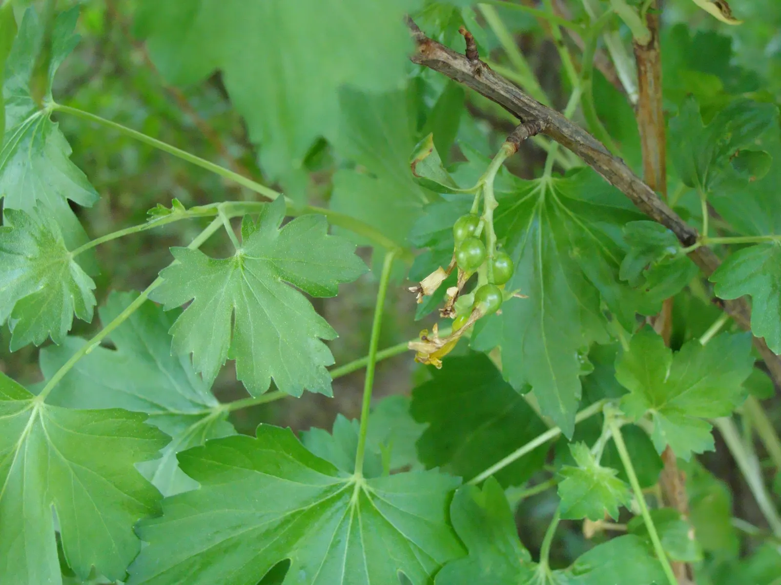 Golden Currant (Ribes Aureum Var. Gracillimum) — Its arching branches offer multi-season interest, with vibrant fall foliage and attractive winter silhouette