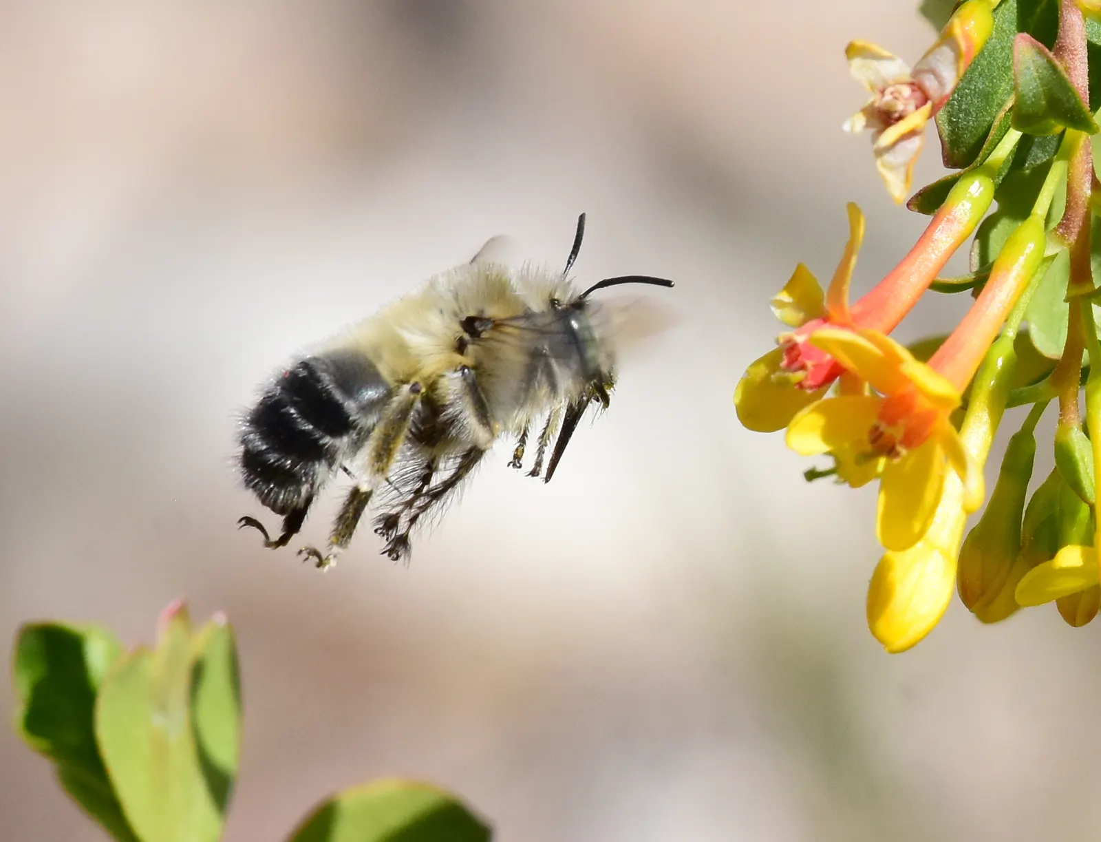 Golden Currant (Ribes Aureum Var. Gracillimum) — Its versatility allows it to thrive in USDA hardiness zones 4 through 8