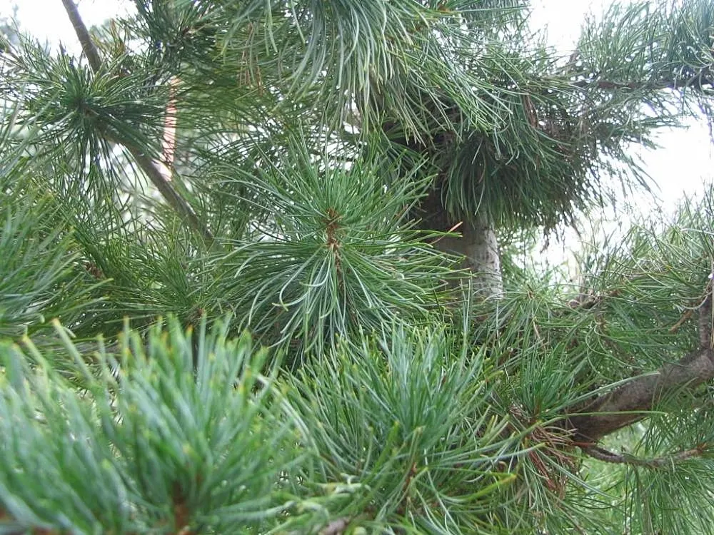 Japanese White Pine (Pinus Parviflora) — making it an exemplary choice for the discerning landscape design