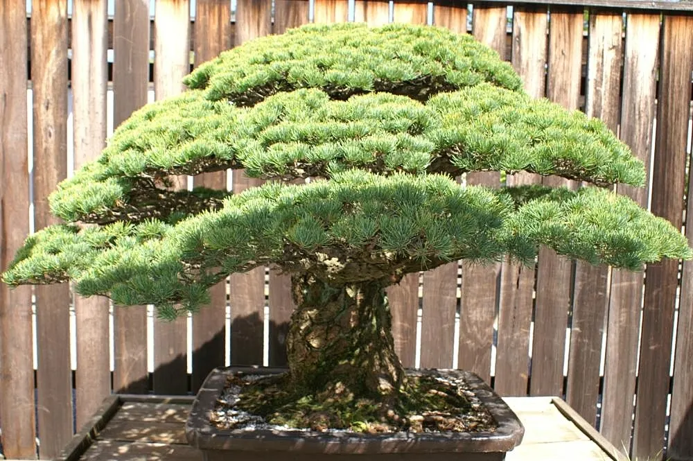 Japanese White Pine (Pinus Parviflora) — conifer / tree for full; especially in the first few years after planting