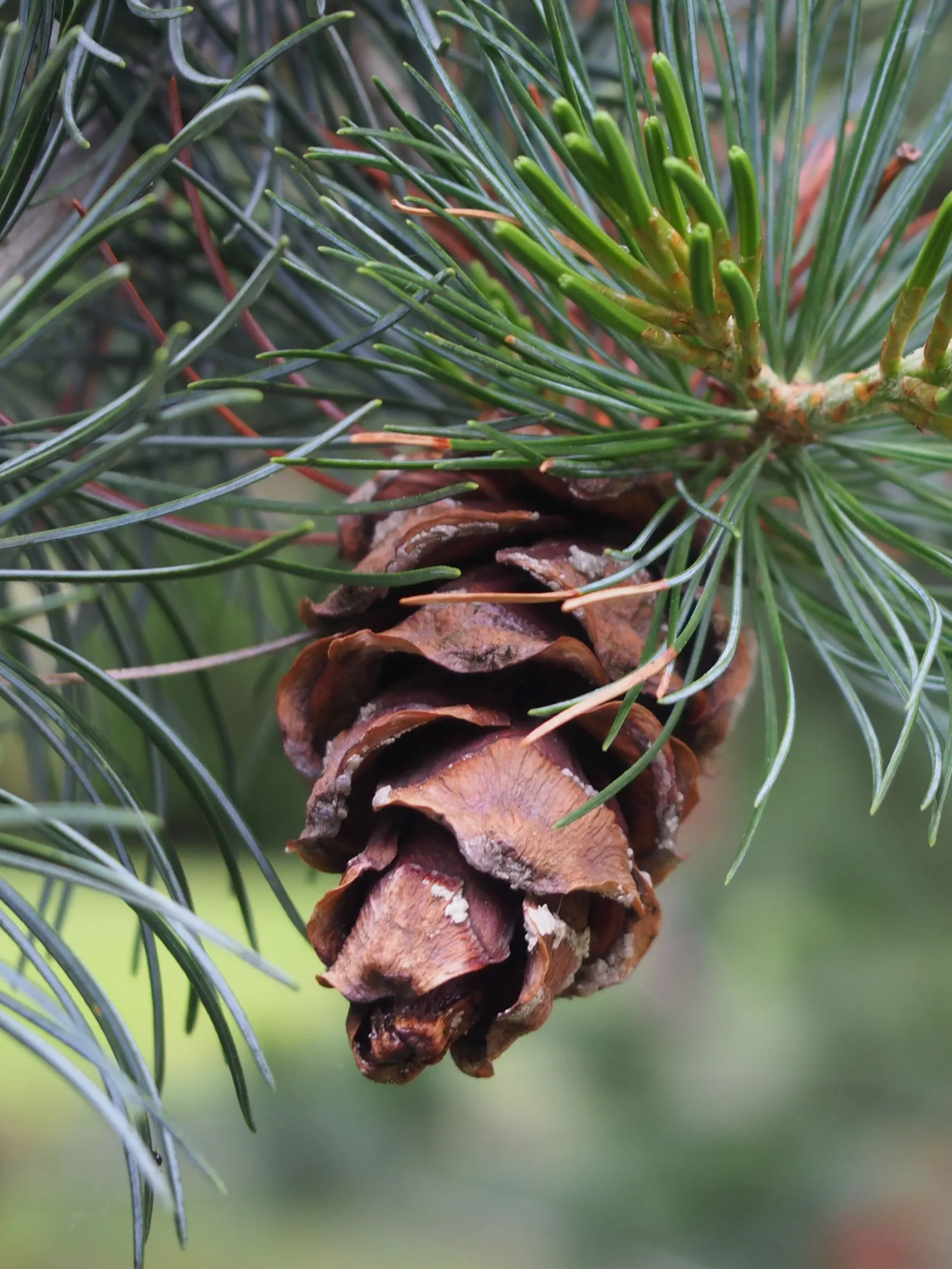 Japanese White Pine (Pinus Parviflora) — this pine thrives in full sun and well-drained soil; making it an exemplary choice for the discerning, image 56
