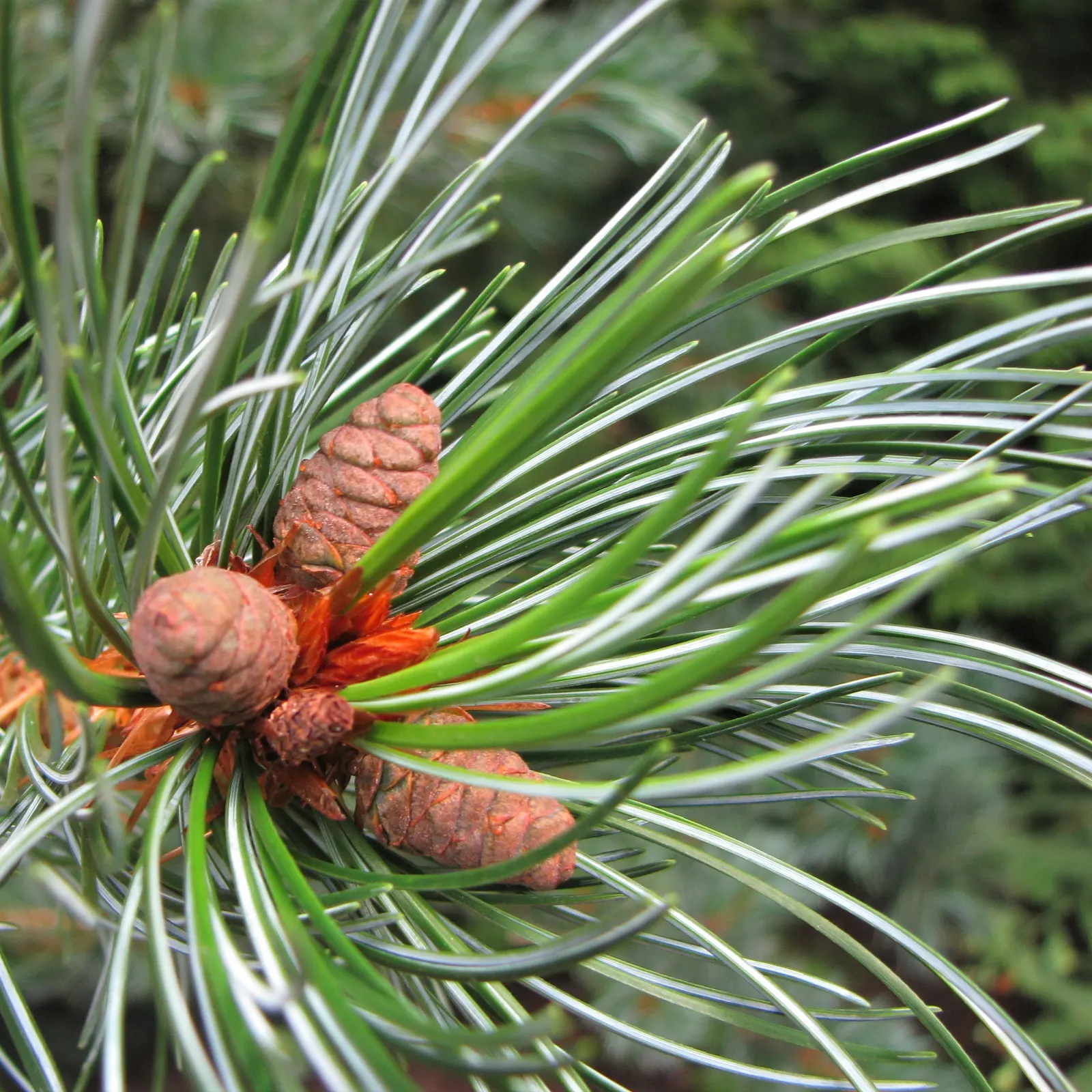 Japanese White Pine (Pinus Parviflora) — Esteemed in design for its irregular; they measure approximately 2 to 4 inches in length, image 81