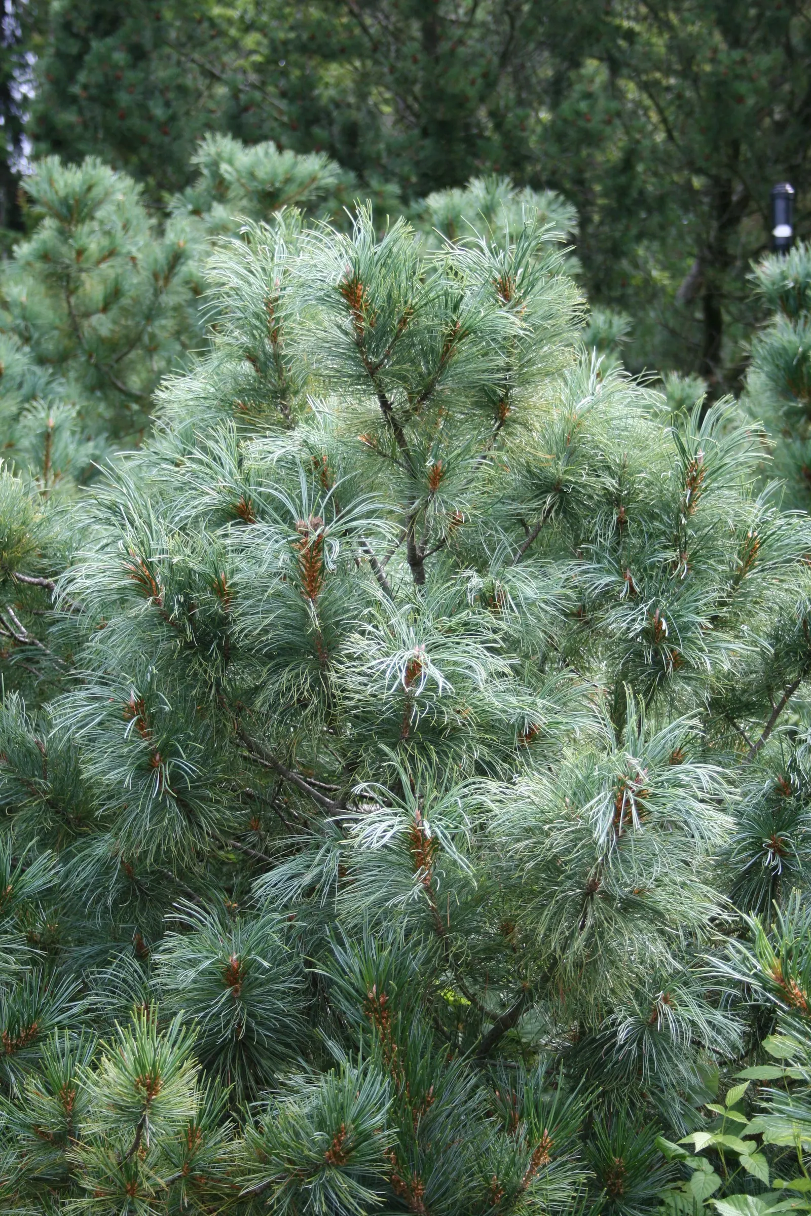 Japanese White Pine (Pinus Parviflora) — reddish-brown bark that exfoliates with age.<br><br>This species requires minimal pruning
